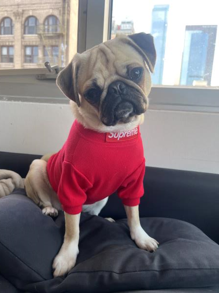 /images/uploads/pug nation rescue of los angeles/pugnation2024/entries/30965thumb.jpg